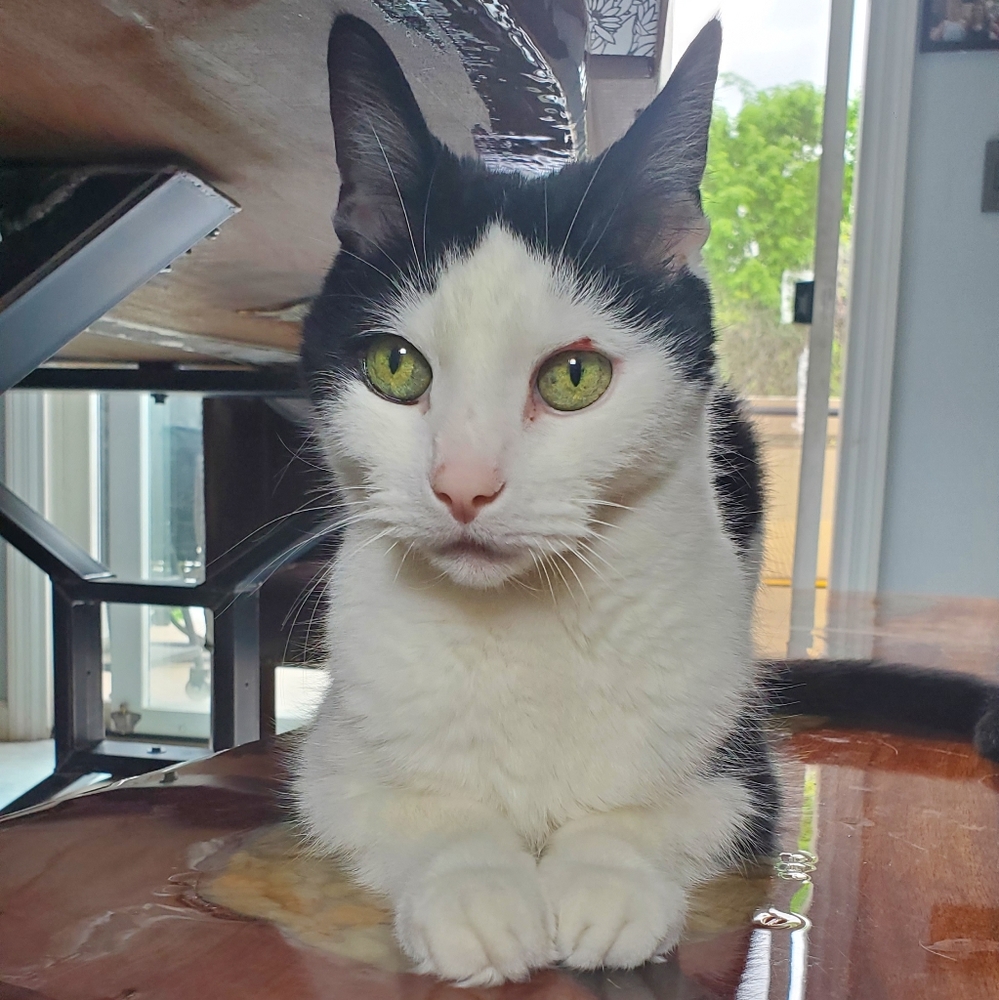 Pets - Picture 4 of 4
